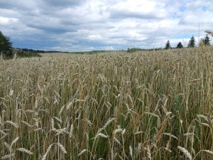 cornfield-922468_960_720