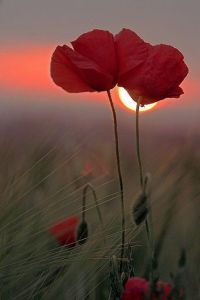 69008072813a66ec26888488af8e4169