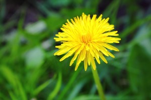 dandelion-326418_960_720