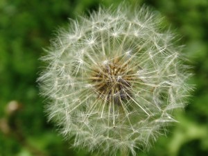 dandelion-437827_960_720