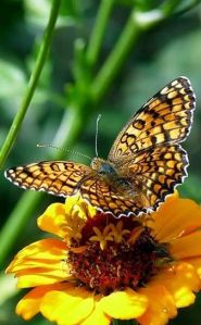 bc7ddee1e9fab5f0ce2c6eba40b993fa