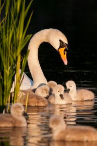 0de89fec9bb794f2682a679dba3a691c