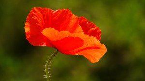 poppy-112328_960_720