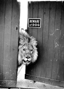 71b46d6bebf7aaec89c1b6e18dc7e977320f81ce_m