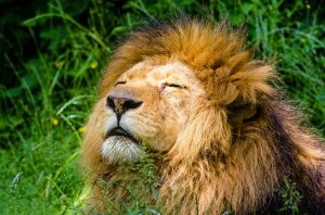 african-lion-951778_960_720