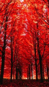 b103f80aa1866cfd11feaa1ee723b263