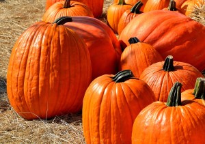 pumpkins-1572864_960_720